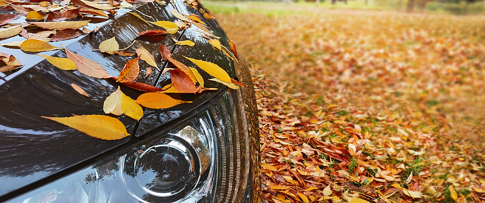 leaves on a car