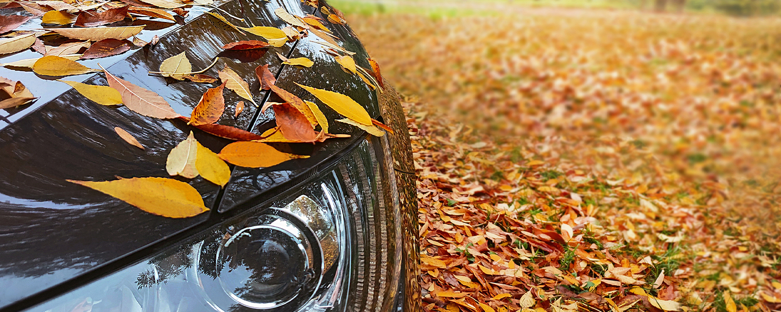 leaves on a car