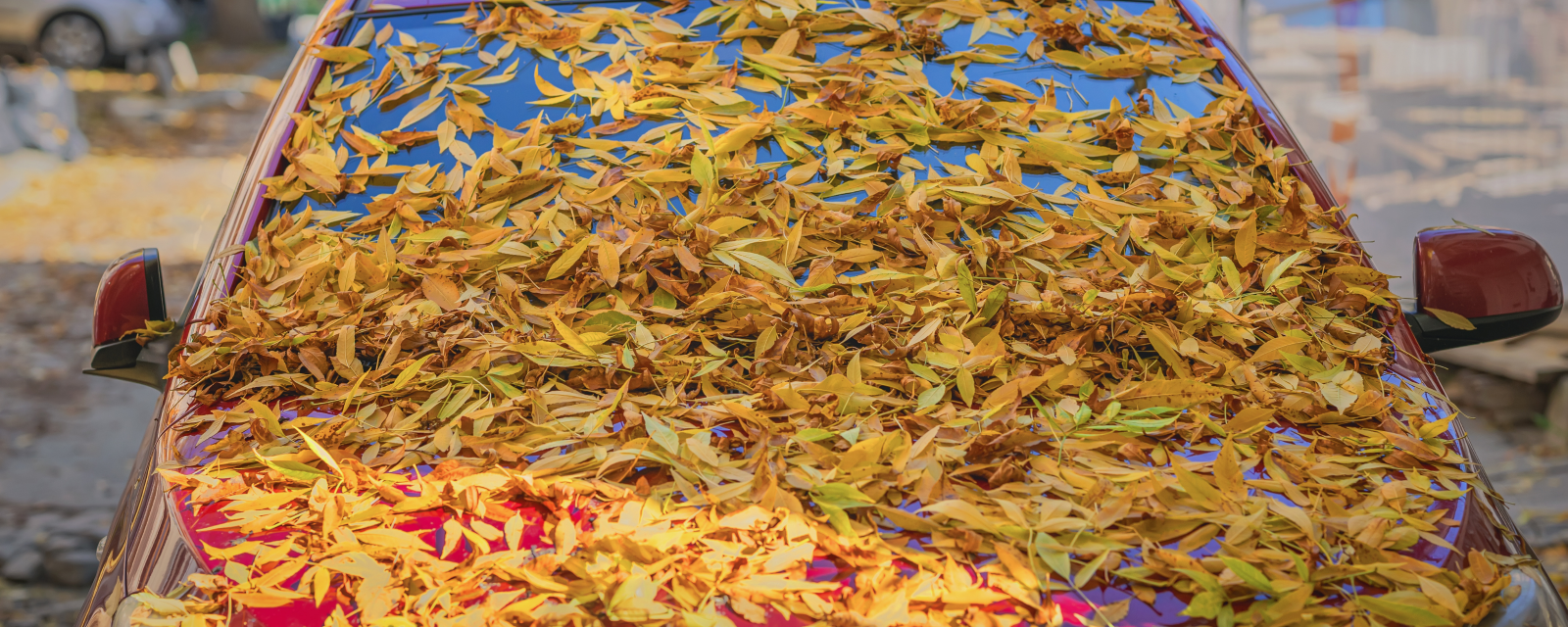 leaves on a car hood