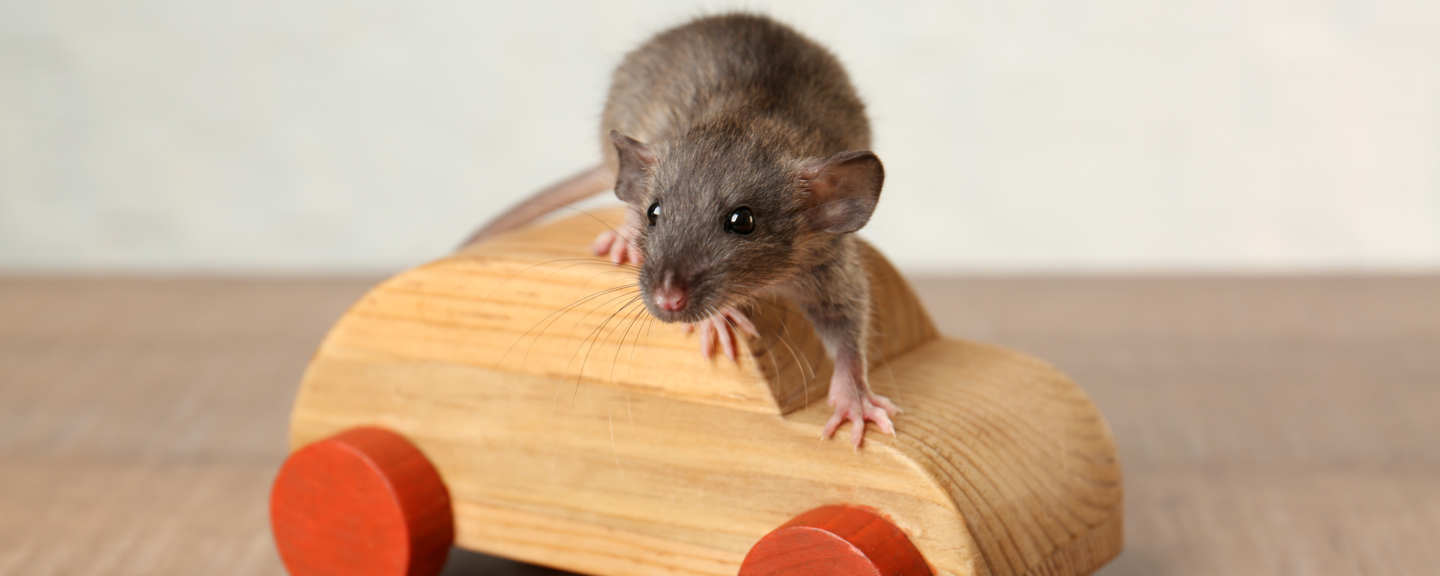 mouse on a toy car