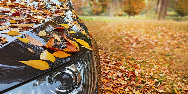 leaves on a car