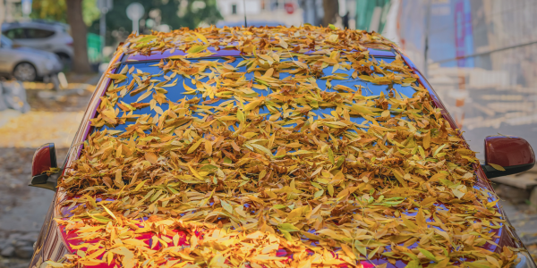 leaves on car hood