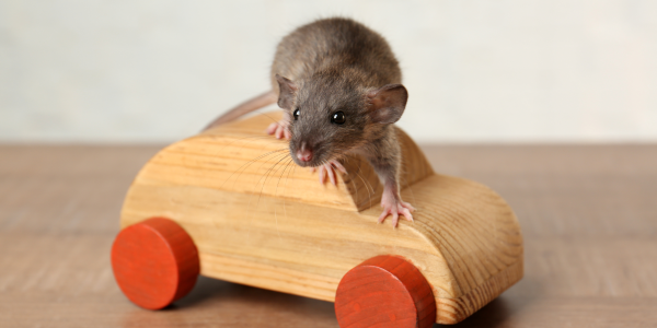 mouse on a toy car