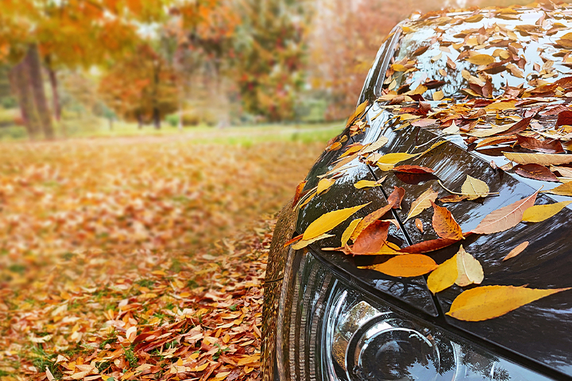 Autumn leaves on a car