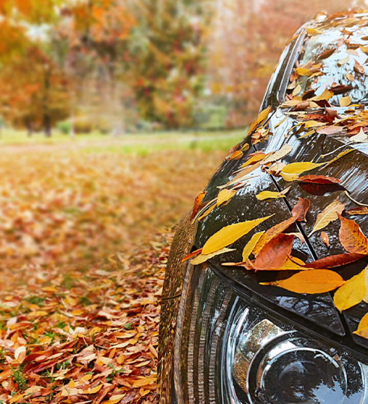 Autumn leaves on a car
