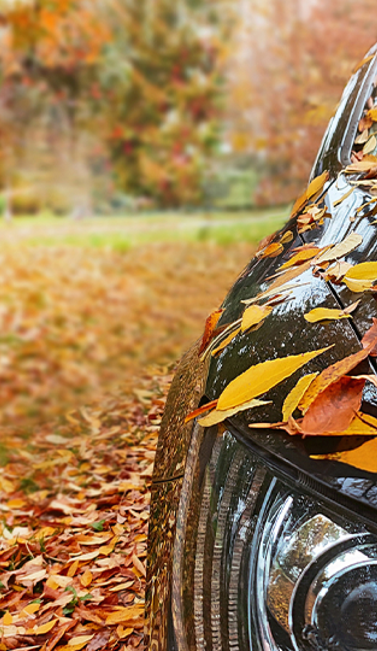 Autumn leaves on a car